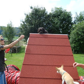 AgilityMitLittleDog AgilityMitLittleDog