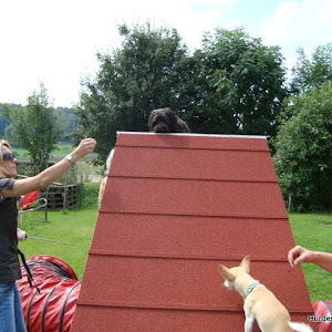 Agility mit little dog