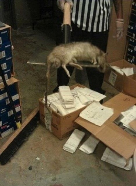 [ratgigantenuevayork20123.jpg]
