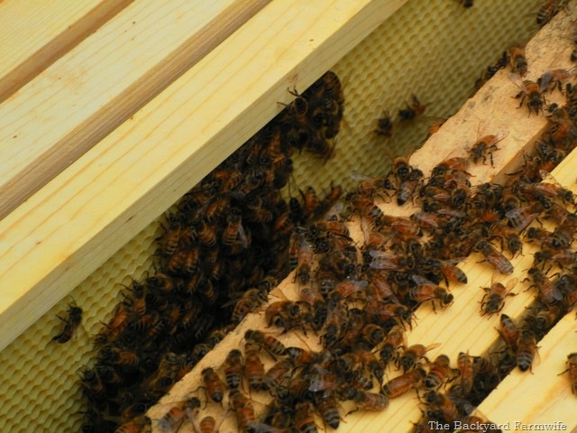 [bees%2520day%2520one%252010%255B6%255D.jpg]