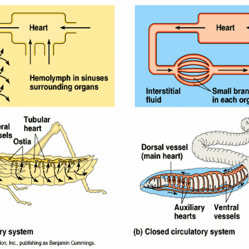 meaning of open circulatory system
