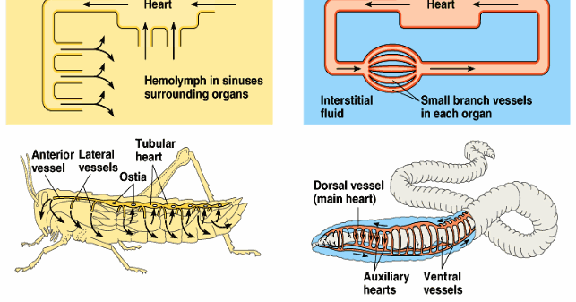 Difference between Open and Closed circulatory system | Major Differences