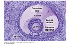 secondary follicle-corona radiata