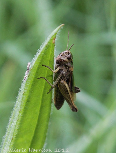 [32-grasshopper%255B2%255D.jpg]