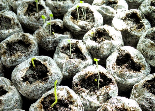 Seedlings Seedlings