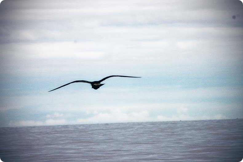 bird 2 bird 2
