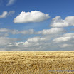 Trish Punch - Summer Harvest.jpg