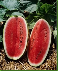 Kleckley Sweet Watermelon