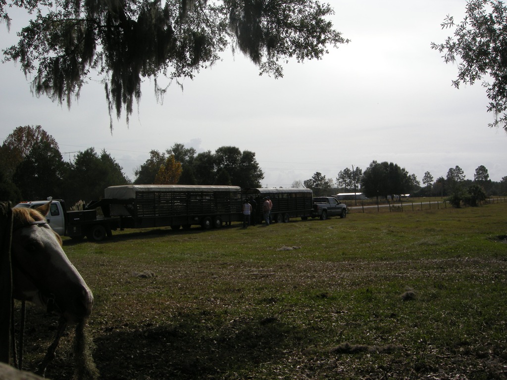 [feed-cows-0754.jpg]