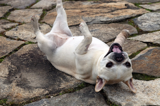 ...and use the rough texture of the stone terrace to your advantage!  Wiggle around on your back for a good scratch!