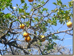 IMG_0212 IMG_0212