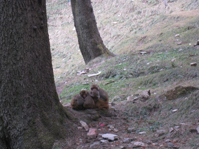 [Denizens%2520of%2520the%2520Forest%255B3%255D.jpg]