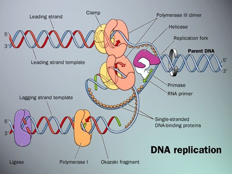 DNA replication image 