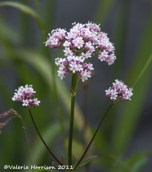[56-valerian%255B2%255D.jpg]
