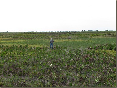 biologist showing the line between a wet and dry prairie..differenceof a few inches elevation biologist showing the line between a wet and dry prairie..differenceof a few inches elevation