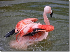aviary31