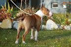 Karmacoma SUPERSTYLIN' 6 months