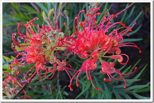 120211_UCSC_Arboretum_Grevillea-Robyn-Gordon_07 120211_UCSC_Arboretum_Grevillea-Robyn-Gordon_07