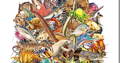 Klasifikasi Kingdom Animalia - Zone Biologi Kita