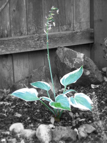 [hosta%255B5%255D.jpg]