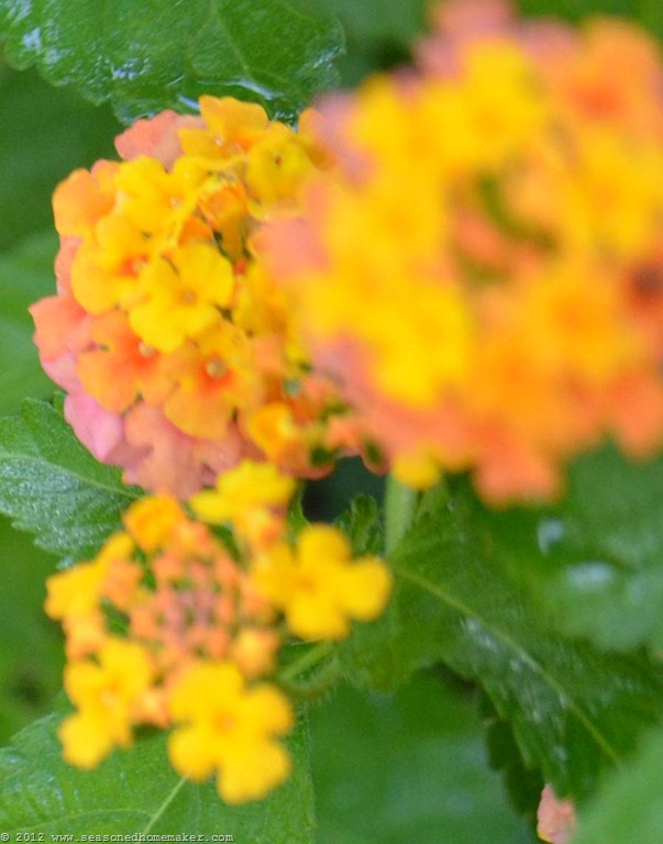 [Lantana%25202_edited-1%255B5%255D.jpg]