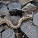 Western Terrestrial Garter Snake