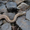 Western Terrestrial Garter Snake