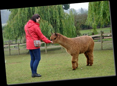 Christina feeding Alpaca (resized) DSC_1150