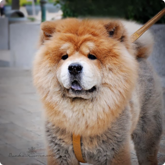 Chow-chow Chow-chow