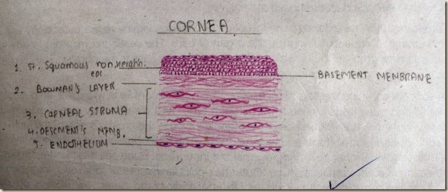 Cornea high resolution histology diagram