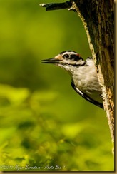 Hairy Woodpecker