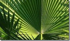 palm frond