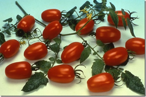 Tomato Juliet Tomato Juliet