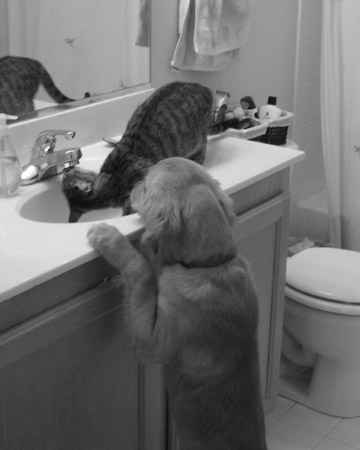 Walter and Mojito, a dog and cat from Kennett Square, Pennsylvania. Walter and Mojito, a dog and cat from Kennett Square, Pennsylvania.