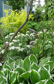 059 korr Anemone narcissiflora Hosta Lilium martagon Daniel Grankvist