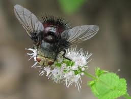 [tachinid%2520fly%2520on%2520catnip%255B2%255D.jpg]