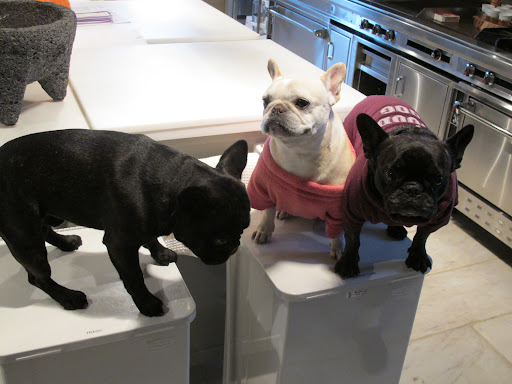 Here I am!  Nice to meet you, Wolfie!  Wow, for a brindle Frenchie, you're kind of dark but handsome, just the same.