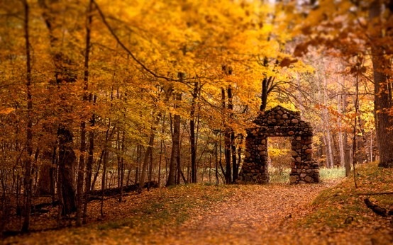 [Fall%2520Woods%255B2%255D.jpg]