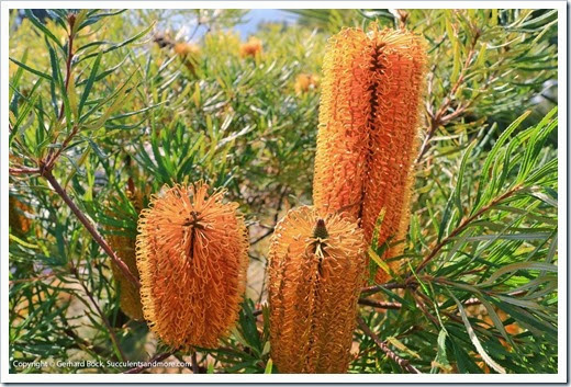 131230_UCBG_Banksia-spinulosa_003