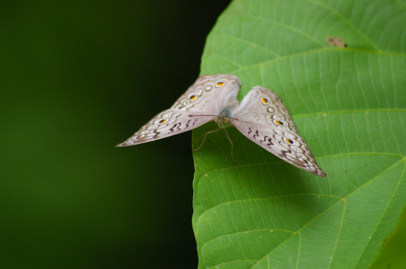 Junonia atlites LINNAEUS, 1763. Sukau (Sabah), 13 août 2011. Photo : J.-M. Gayman