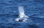 Breathing sperm whale