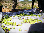 some olive harvest photos 001