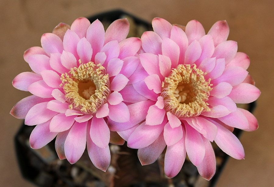 [110824_gymnocalycium_friedrichii_15%255B3%255D.jpg]