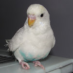 Dec 22-11 Beauty  12 and a half years old.JPG