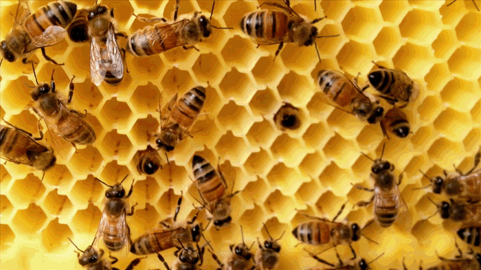 [Bees%2520on%2520Frame%255B2%255D.gif]