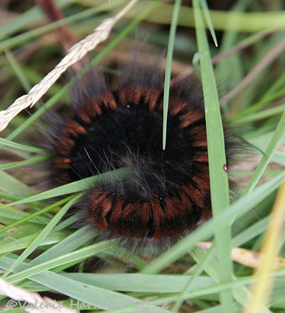 [18-fox-moth-caterpillar%255B2%255D.jpg]