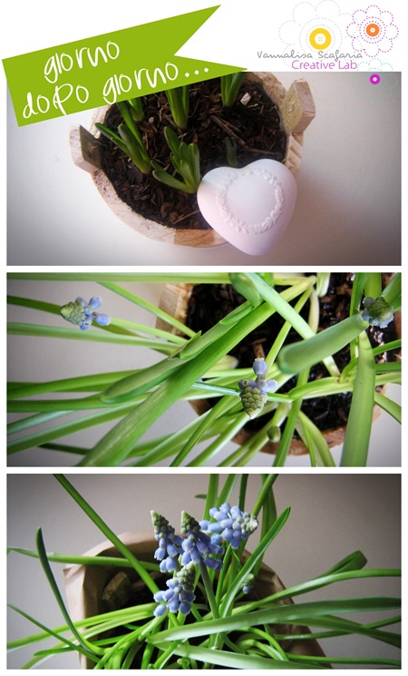 bulbs_vannalisascafaria_growing_with_love2