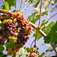 Sangeovese Grapes