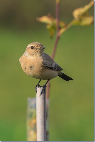 Abberton_DesertWheatear-1