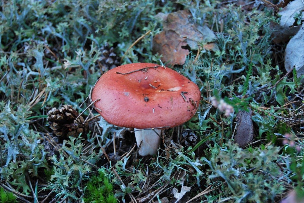 [Tur%2520i%2520skogen%2520sept%252011%2520099%255B5%255D.jpg]